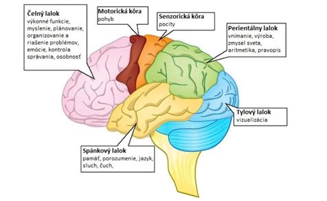 Schematické znázornenie častí mozgu a ich spojenie so zmyslovým vnímaním