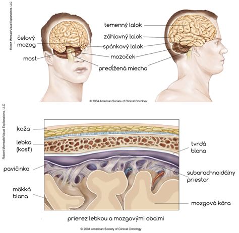 Ilustrácia termoregulácie v mozgu