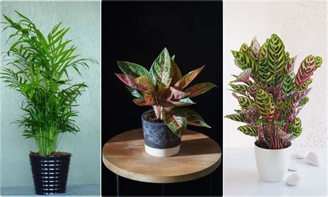 Rôznorodé izbové rastliny v interiéri
