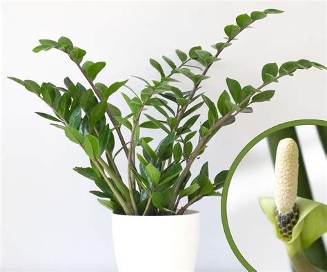 Zamiokulkas v tienistej chodbe