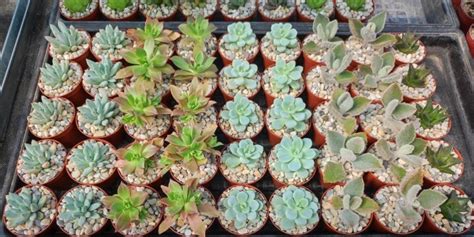 Kolekcia sukulentov a kaktusov