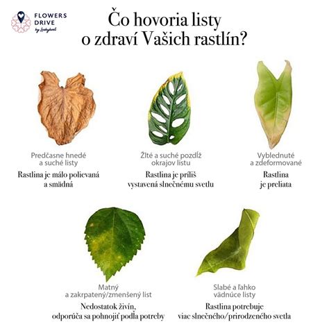 Utieranie listov izbovej rastliny