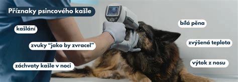 Infografika porovnávajúca príznaky psincového kašľa s inými bežnými príčinami kašľa u psov.