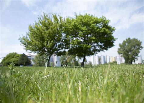 Ilustračná fotografia zelenej mestskej časti