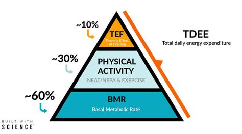Infografika zobrazujúca zložky TDEE: BMR, TEF, Termoregulácia, Fyzická aktivita