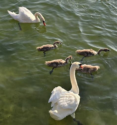 Ilustrácia rodiča objímajúceho dieťa s dôrazom na prijatie.