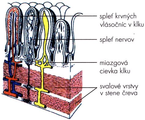 Schematické znázornenie vrstiev steny tenkého čreva