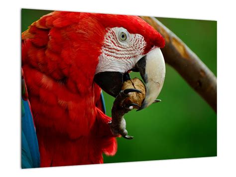 Ilustrácia zygodaktylovej nohy papagája