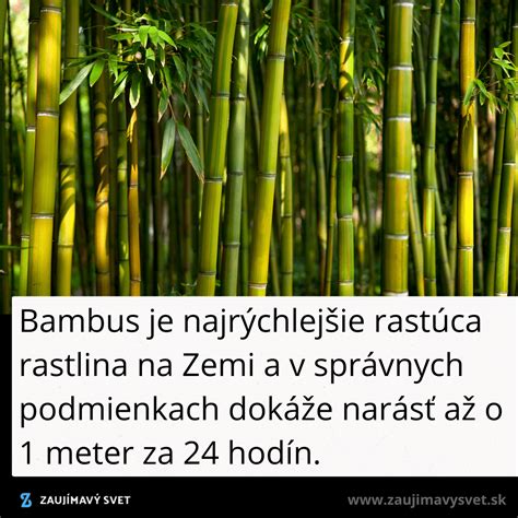 rastúca rastlina symbolizujúca pokrok