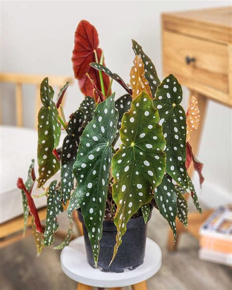 Begonia maculata s charakteristickými bodkami