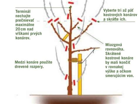Ilustrácia stromu pred a po vyrúbaní