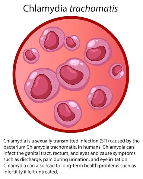 Ilustrácia baktérie Chlamydia trachomatis