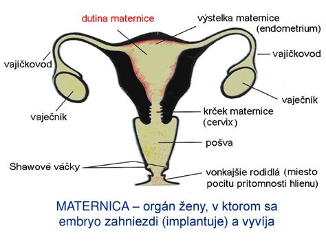 Vajíčkovod a maternica