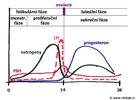 Graf zobrazujúci pokles hladiny estrogénu počas menopauzy