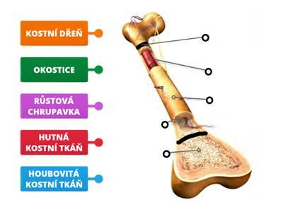 Diagram znázorňujúci rastovú platničku dlhej kosti