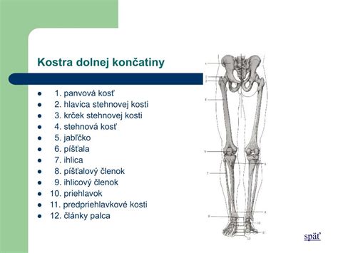 Schematické znázornenie kostí dolnej končatiny