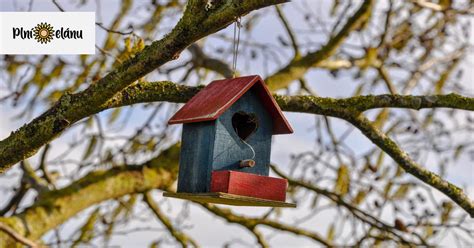 Ilustrácia rôznych druhov vtáčích búdok