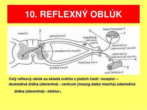 Diagram znázorňujúci reflexný oblúk