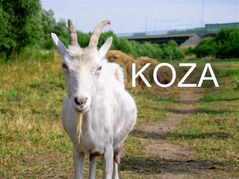 koza na pasienku