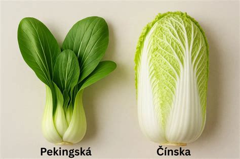 Čínska kapusta v záhrade