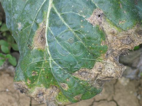 Detail čiernych bodiek na liste čínskej kapusty