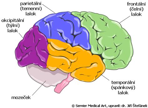 Diagram zobrazujúci štruktúru mozgu s vyznačenými synapsiami