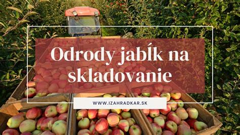 Infografika zobrazujúca optimálne rozmedzia teploty a vlhkosti pre skladovanie jabĺk