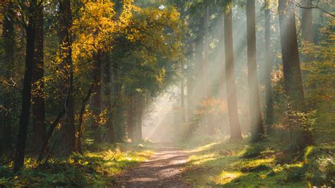 forest path with sunlight