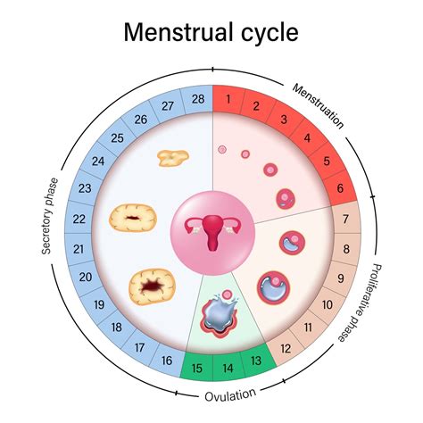 Diagram: Ženský hormonálny cyklus a jeho vplyv na únavu