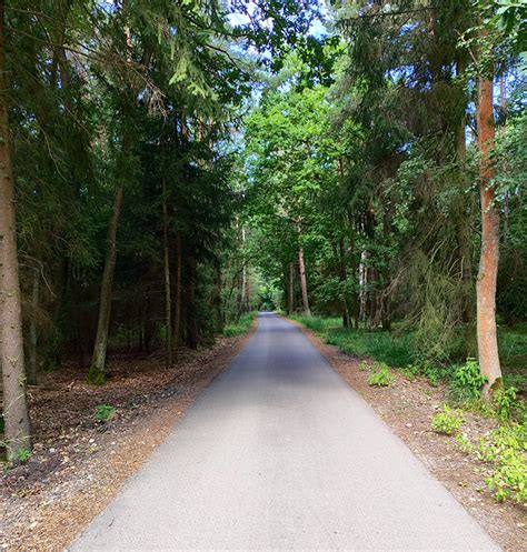 Ilustrácia vyšliapaná cesta v lese