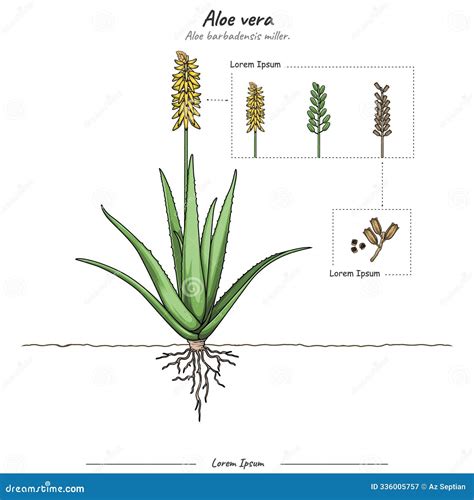 Schéma liečivých účinkov aloe vera