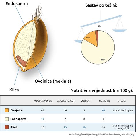 Ilustrácia zrna pšenice s označením lepku