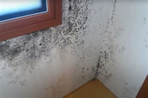 Vlhké pivnice a plesne na stenách