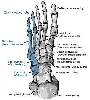 anatomia ludskej nohy s popisom kostí a kĺbov