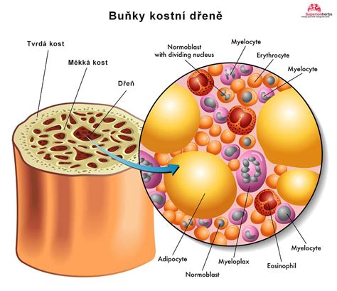 Ilustrácia kostnej drene v kosti