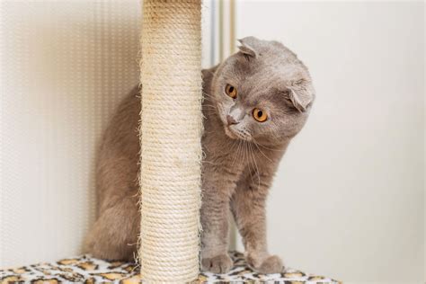 Mačka škrabajúca na vertikálnom škrabadle
