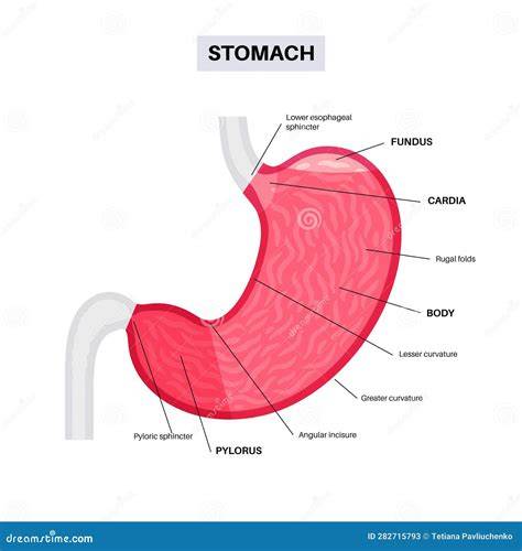 Diagram funkcie recirkulačného digestora