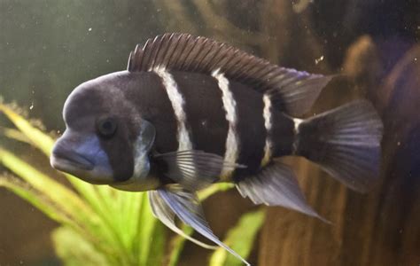 Cyphotilapia frontosa vo svojom prirodzenom prostredí