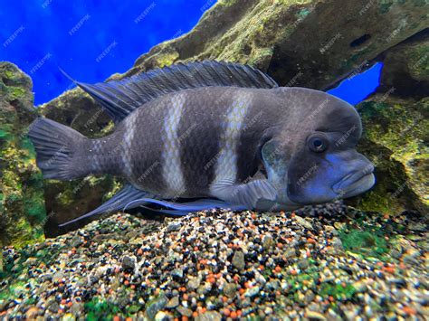Detail hlavy Cyphotilapia frontosa s výrazným čelným hrbolom