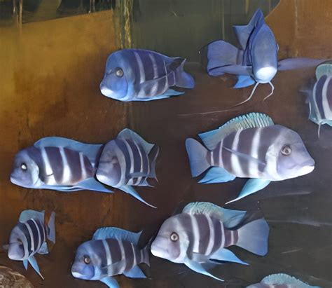 Príklad akvária pre Cyphotilapia frontosa s kameňmi a pieskovým dnom