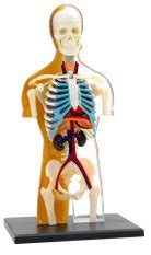 Anatomický model ľudského tela