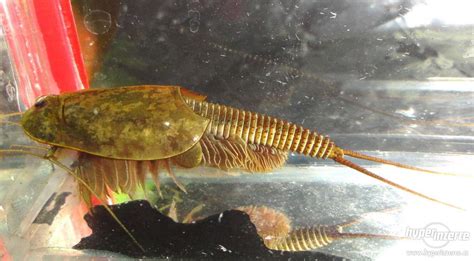 Listonoh americký (Triops longicaudatus)