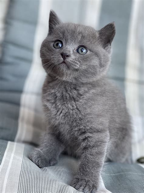 Mačka s miskou plnou granúl