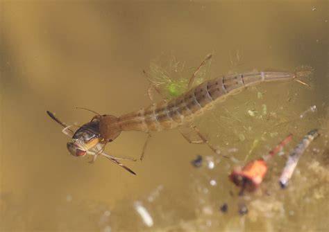Larva potápníka