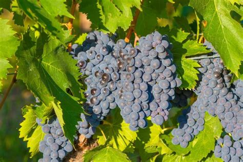 Detailný záber na hrozno odrody Furmint na vinici