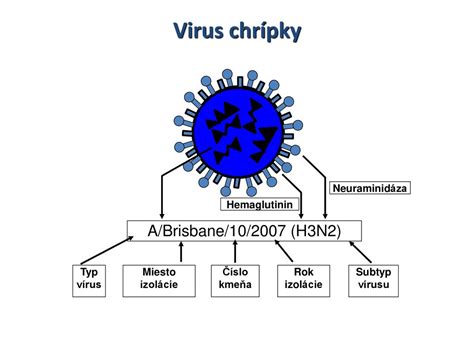 Ilustrácia vírusu chrípky