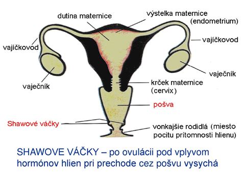 anatomia maternice
