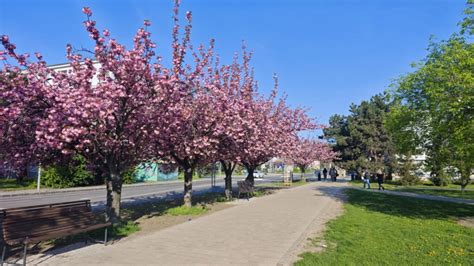 Japonské sakury na Slovensku