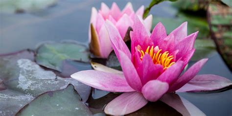 Ružový lotosový kvet