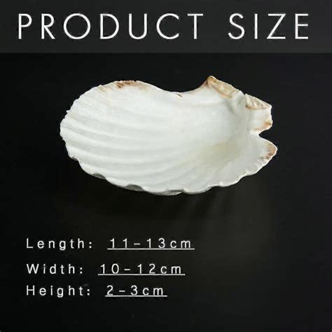 Škrupina z morskej mušle